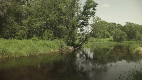 A river passing through green forest and meadows in a sunny summer day Stock Footage 161153528