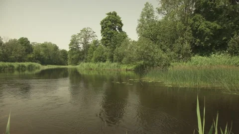 A river passing through green forest and meadows in a sunny summer day Stock Footage 161153562