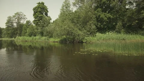 A river passing through green forest and meadows in a sunny summer day Stock Footage 161153582