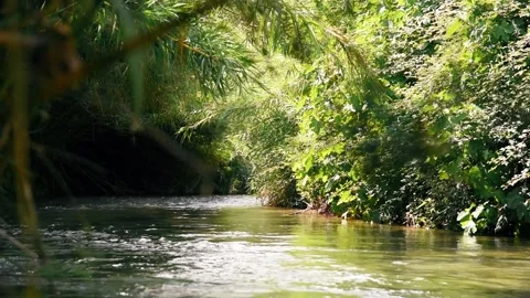 A river passing through a lush forest. Sunset in the forest and a river Vidéo 152649965