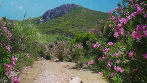 River path in the mountain 動画素材 217414801
