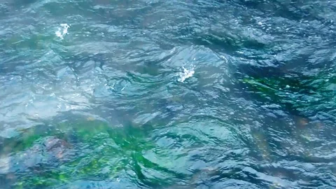 River pattern movie clip Stock Footage 91491359