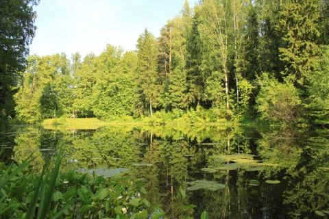 River in Pavlovsk park Stock Photos