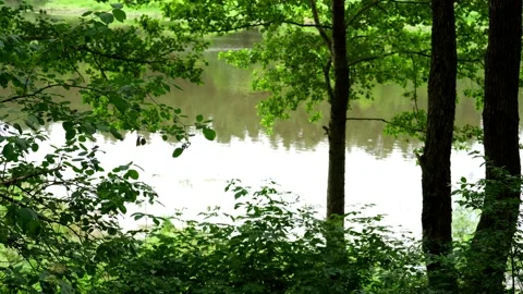 The river peeks through the foliage. Stock Footage 160008887