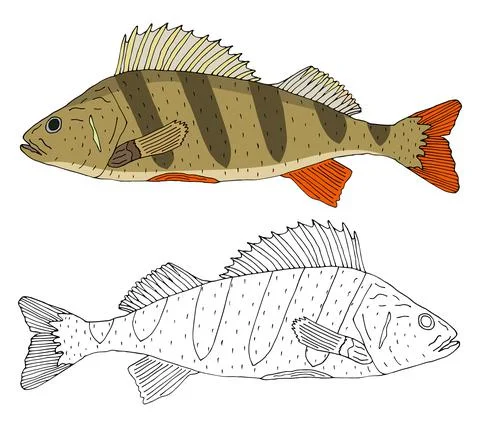 River perch fish isolated, hand drawing. Set of beautiful fish in color and b Stock Illustration