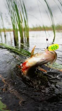 River perch in front of a river basin cattail Stock Photos
