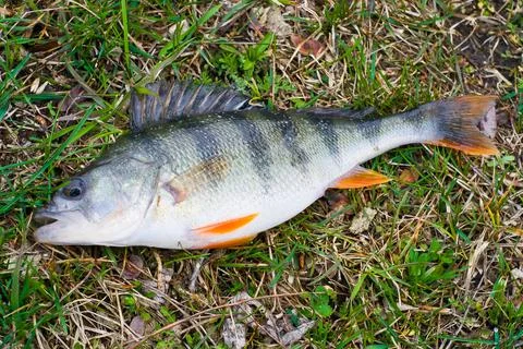 River perch on the grass Stock Photos