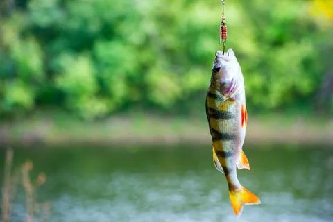 River perch on the hook Stock Photos