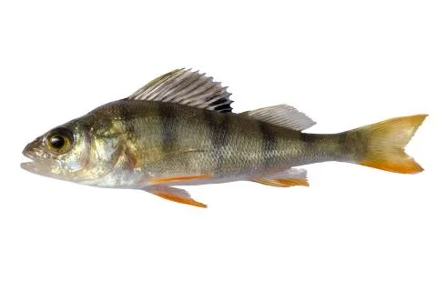 River perch, isolated on white background, striped fry bass Stock Photos