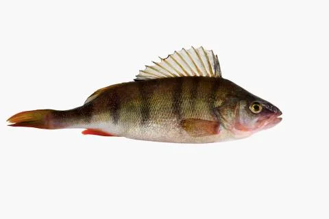 River perch, isolated on white backgroundRiver perch, isolated on white backg Stock Photos