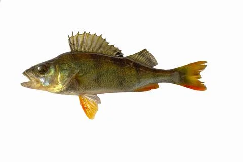 River perch isolated on white. Fish hut. Stock Photos