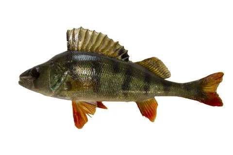River perch isolated on white Stock Photos