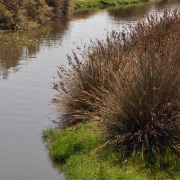 The river Foto stock