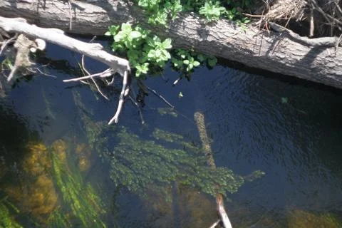 River. Stock Photos