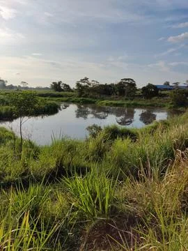 The river Stock Photos