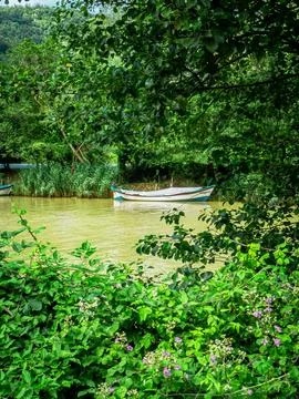 The river Foto stock