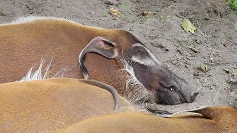 River pig sleeping in the zoo Stock Footage 140285576