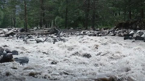 River in a pine forest Stock Footage 68638584