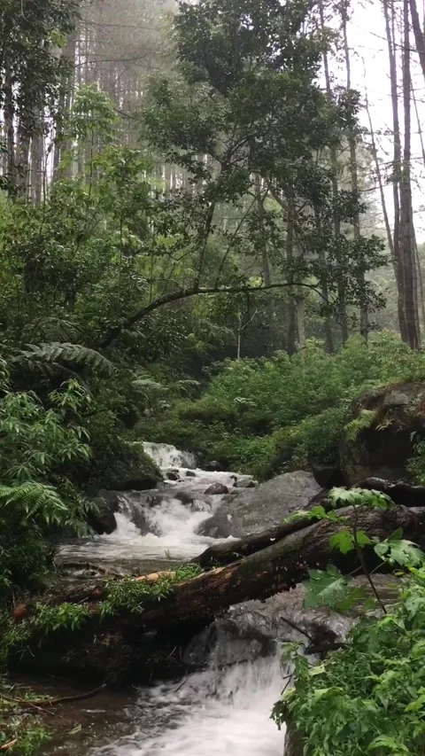 The river in the pine forest. Garut, West Java, Indonesia. Видео 343560606