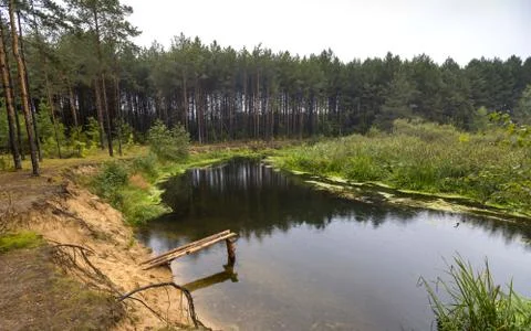River in pine forest Stock Photos
