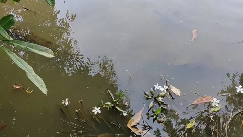 River with plant debris Stock Footage 221963382