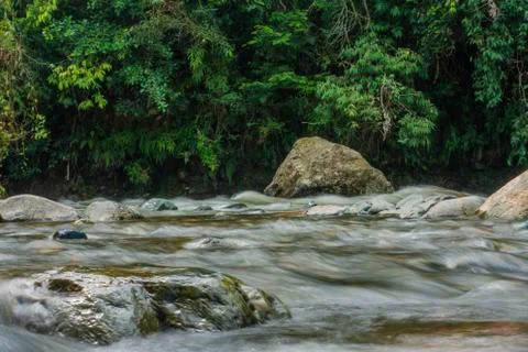 River with plants and rocks Stock Photos