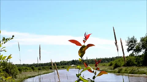River Plants in the Breeze Stock Footage 26185120