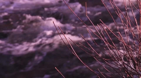 River &amp; plants close up Stock Footage 47779872