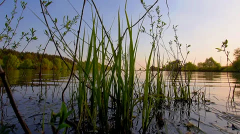 River plants Video stock 24231292