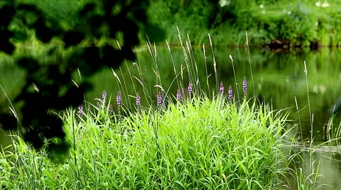 River plants. Stock Footage 52198618