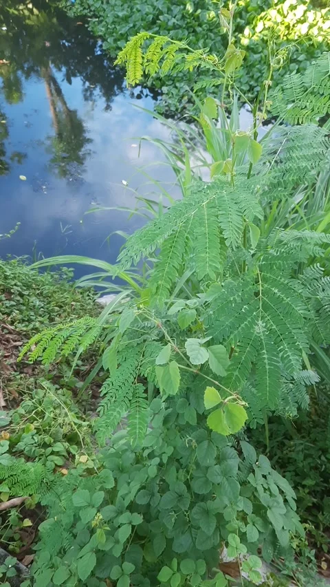 River Plants, Vertical Video stock 334329691