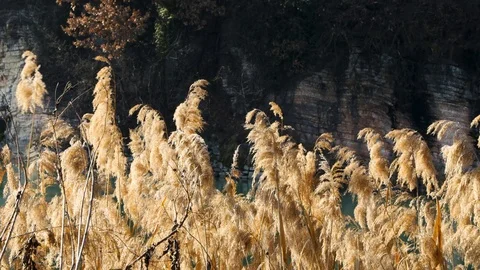River plants wind Stock Footage 124014470