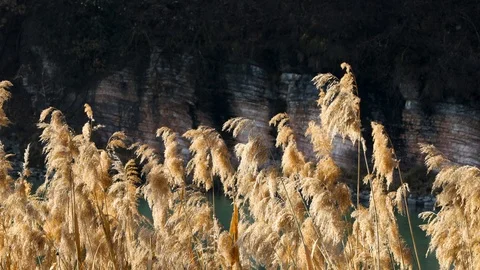 River plants wind Stock Footage 124015495