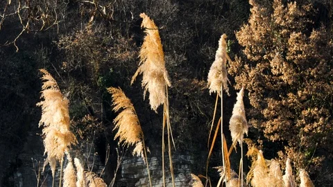 River plants wind Stock Footage 124015854