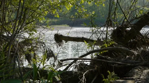 River - pollen 01 Video stock 4976748