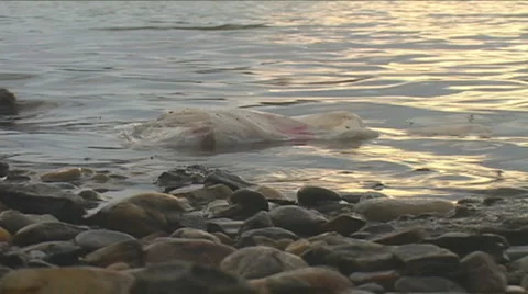 River polluted by Plastic Bag Stock Footage 1013410