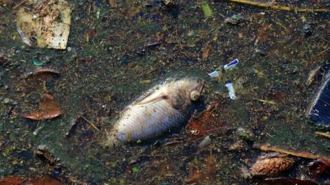 River that is polluted with various garbage and trash. 스톡 사진