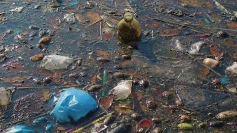River that is polluted with various garbage and trash. Stock Photos