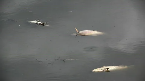 River Pollution 1 스톡 동영상 492423