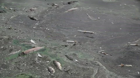 River Pollution 2 스톡 동영상 492420