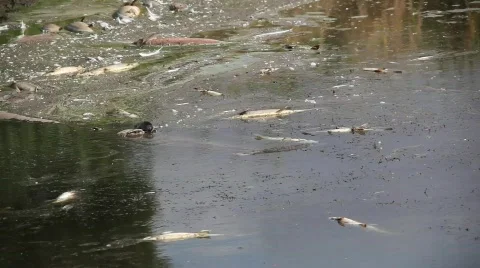 River Pollution 3 스톡 동영상 492425