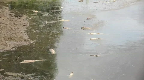 River Pollution 4  Stock Footage 492418