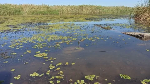River pollution, algae bloom, poor ecology Stock Footage 161860716