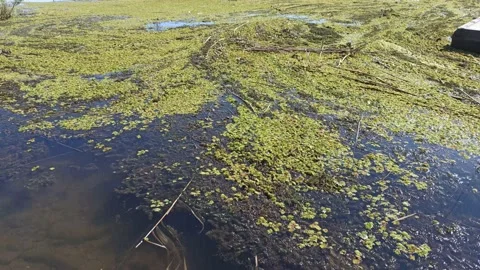 River pollution, algae bloom, poor ecology Stock Footage 161860871