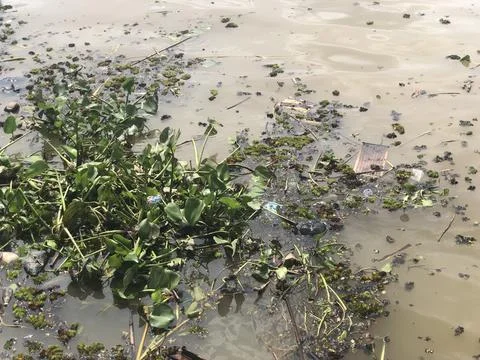 River pollution Stock Photos