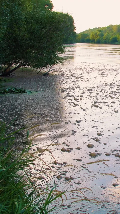 River pollution by sewage. Vertical video. Stock Footage 279710624