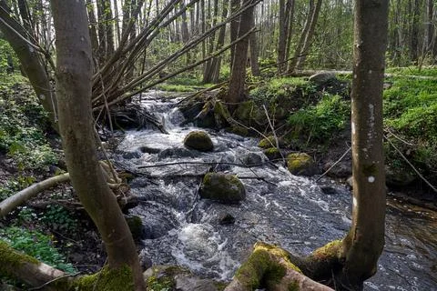 River pool in deciduous forest in spring Stock Photos