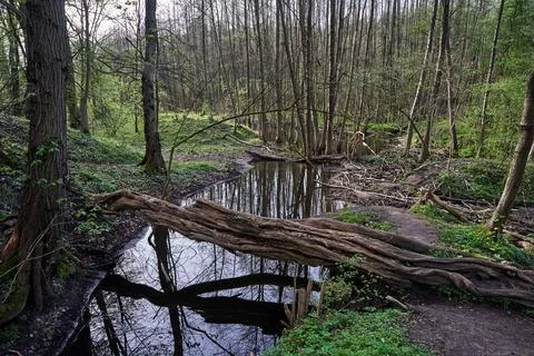 River pool in deciduous forest in spring Stock Photos