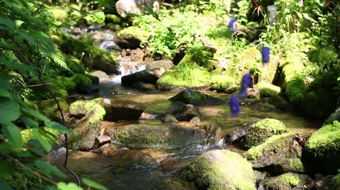 River in the Primorye Territory. Siberia, Russian Far East. Stock Footage 65786474