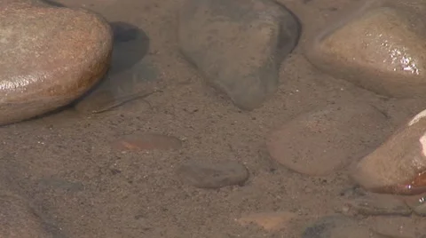 River prut 9 Stock Footage 8648381